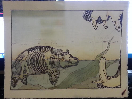 Hippo Skeleton; watercolor and pen on paper