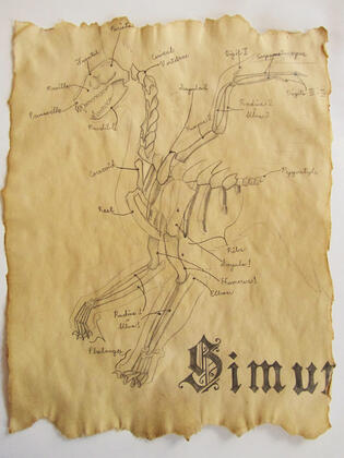 Simurgh Bestiary Page; pencil on tea-stained paper