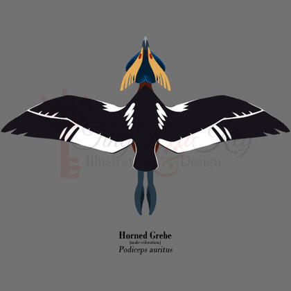 Horned Grebe; a selection from the Avian August challenge to draw a bird a day.